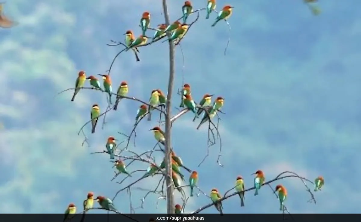 The Art of Baking: From Classic Bread to Artisan Pastries