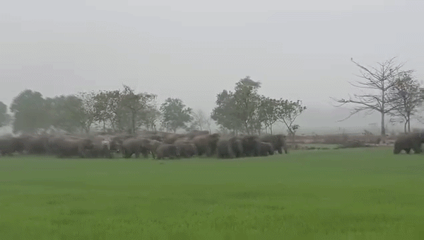 ओडिशा के मयूरभंज में मानव बस्तियों में 100 से ज्यादा हाथियों ने बरपाया कहर, खौफ में लोग