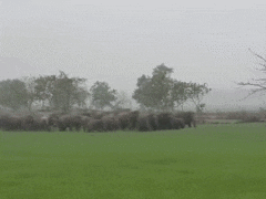 ओडिशा के मयूरभंज में मानव बस्तियों में 100 से ज्यादा हाथियों ने बरपाया कहर, खौफ में लोग