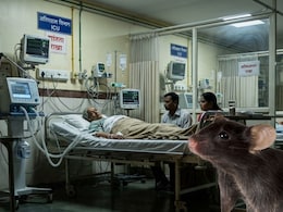 Bhayandar News: हलगर्जीपणाचा कळस! रुग्णालयात उंदराने महिलेला कुरतडले, भाईंदरमधील घटना