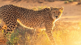 How India Lost Its Last Cheetah To A Maharaja's Gun And Their Return To Kuno