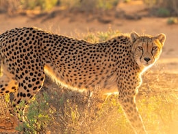 How India Lost Its Last Cheetah To A Maharaja's Gun And Their Return To Kuno