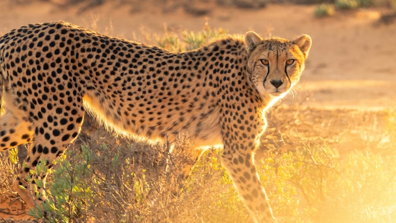 How India Lost Its Last Cheetah To A Maharaja's Gun And Their Return To Kuno