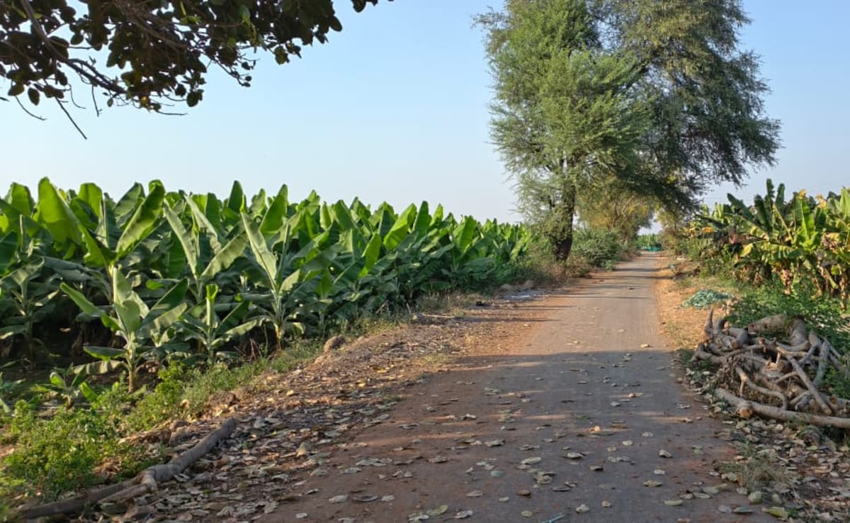 Iran-Israel Conflict Disrupts India's Banana Exports, Affecting Farmers and Trade