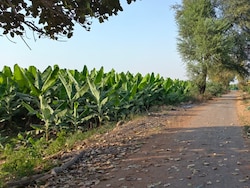 How Iran-Israel War Is Impacting Madhya Pradesh's Banana Farmers