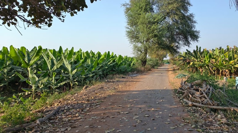 How Iran-Israel War Is Impacting Madhya Pradesh's Banana Farmers