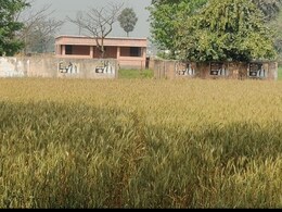 Bihar: विकास की ये कैसी उड़ान, न सड़क, न शिक्षक, न बच्चे; खेत के बीच बना दिया स्कूल