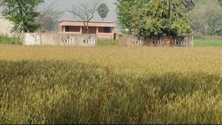 Bihar: विकास की ये कैसी उड़ान, न सड़क, न शिक्षक, न बच्चे; खेत के बीच बना दिया स्कूल