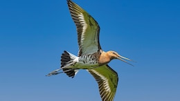 No Food, Sleep: How Migratory Birds Fly For Days Non-Stop
