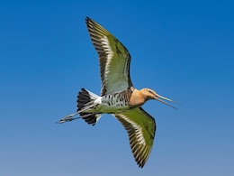 No Food, Sleep: How Migratory Birds Fly For Days Non-Stop