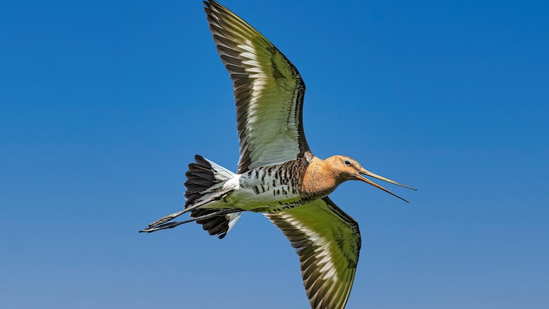 No Food, Sleep: How Migratory Birds Fly For Days Non-Stop