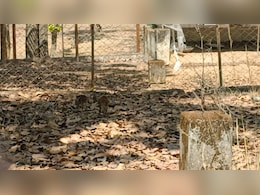 CG में घोर लापरवाही: खुले गेट से घुसे आवारा कुत्ते, अंबिकापुर के संजय पार्क में 15 हिरणों की मौत, कई अफसर सस्पेंड