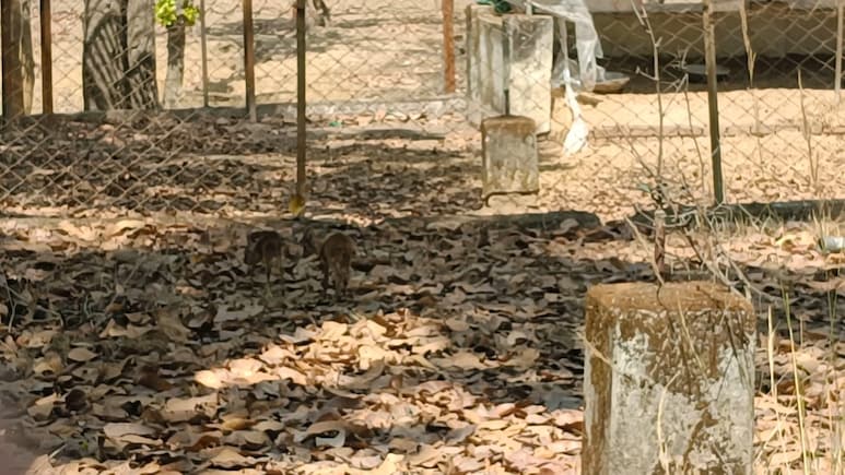 CG में घोर लापरवाही: खुले गेट से घुसे आवारा कुत्ते, अंबिकापुर के संजय पार्क में 15 हिरणों की मौत, कई अफसर सस्पेंड