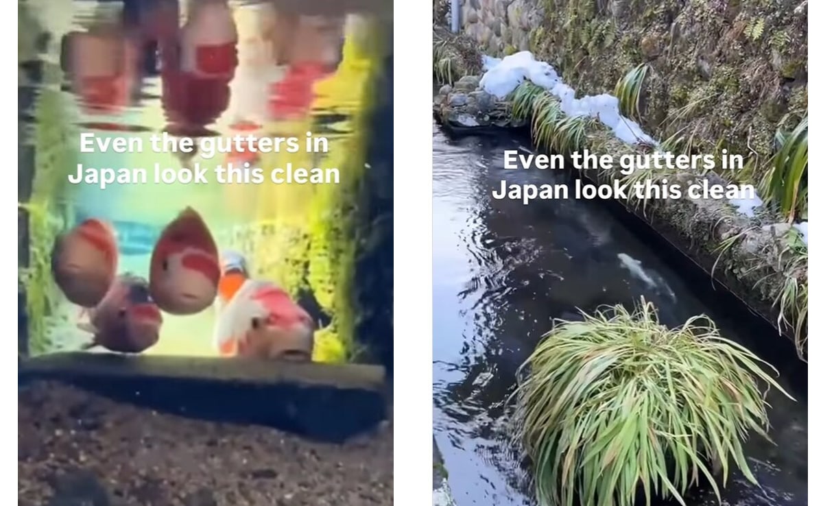 गटर या आलीशान एक्वेरियम? जापान की नालियों में तैरती हैं रंग-बिरंगी मछलियां, देख खुली रह जाएंगी आंखें!