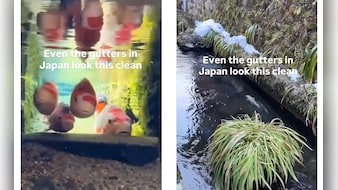 गटर या आलीशान एक्वेरियम? जापान की नालियों में तैरती हैं रंग-बिरंगी मछलियां, देख खुली रह जाएंगी आंखें!