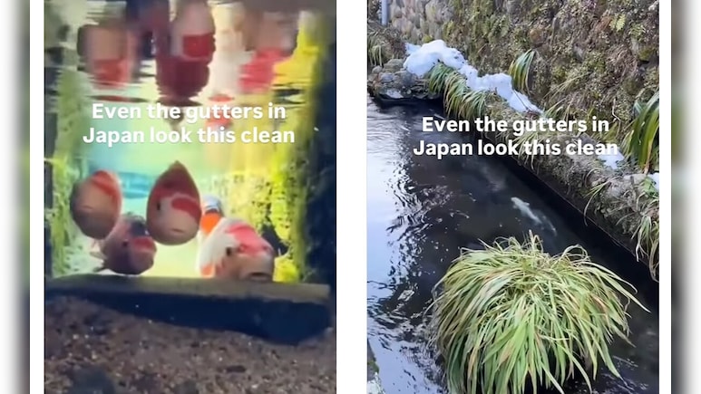 गटर या आलीशान एक्वेरियम? जापान की नालियों में तैरती हैं रंग-बिरंगी मछलियां, देख खुली रह जाएंगी आंखें!