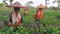 Analysis: Will Lotus Bloom Again In Assam's Tea Gardens?