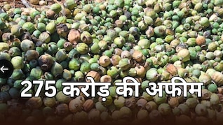 उदयपुर में पकड़ी गई 275 करोड़ की अफीम, एंटी नारकोटिक्स टास्क फोर्स की बड़ी कार्रवाई