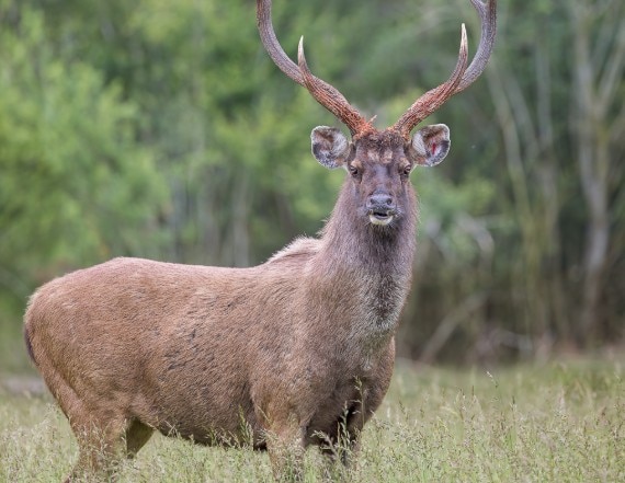MP forest officer suspended after alleged feeding of poha to sambar deer