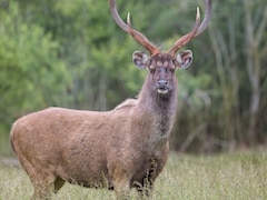 भारत का सबसे बड़ा हिरण! 500 किलो तक वजन, सांभर की ताकत और चालाकी देख कांप जाते हैं शिकारी