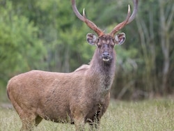 Madhya Pradesh Forest Officer Suspended For Feeding <i>Poha</i> To Sambar Deer