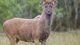Madhya Pradesh Forest Officer Suspended For Feeding <i>Poha</i> To Sambar Deer