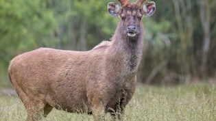 भारत का सबसे बड़ा हिरण! 500 किलो तक वजन, सांभर की ताकत और चालाकी देख कांप जाते हैं शिकारी