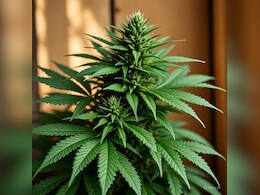 दुनिया की सबसे महंगी भांग कौन-सी है? क्यों हिमाचल के इस छोटे से गांव में ही उग सकती है भांग की ये खास किस्म