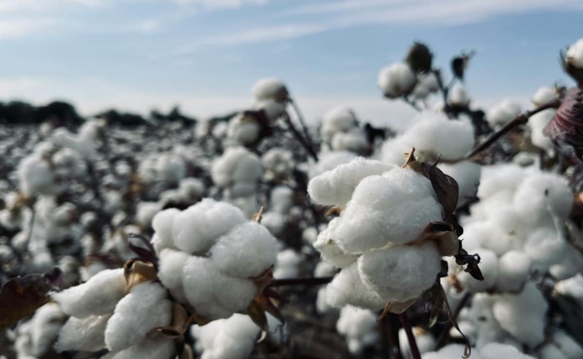During the American Civil War, England heavily relied on India for cotton. Photo: Unsplash