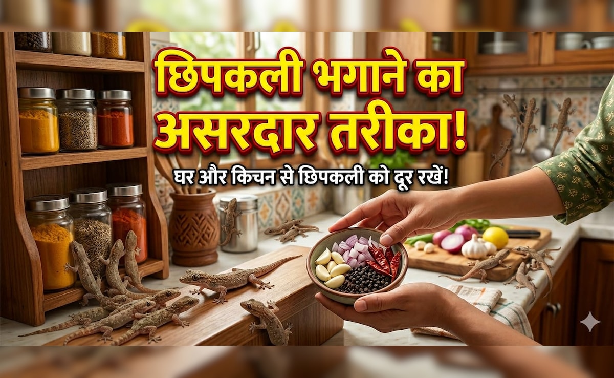 खाना बनाते समय छिपकली से लगता है डर, तो किचन में रखें ये 5 पौधे, आसपास भी नहीं फटकेंगी Lizards