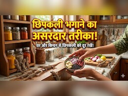 खाना बनाते समय छिपकली से लगता है डर, तो किचन में रखें ये 5 पौधे, आसपास भी नहीं फटकेंगी Lizards