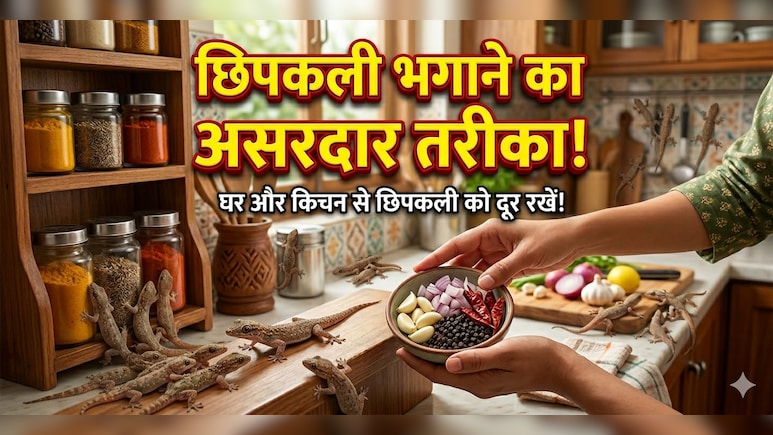 खाना बनाते समय छिपकली से लगता है डर, तो किचन में रखें ये 5 पौधे, आसपास भी नहीं फटकेंगी Lizards