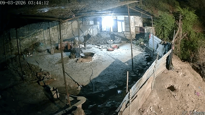 Rajasthan: आमेर के भुतेश्वरनाथ मंदिर में फिर दिखा पैंथर, सीसीटीवी में कैद हुआ देर रात का खौफनाक मूवमेंट