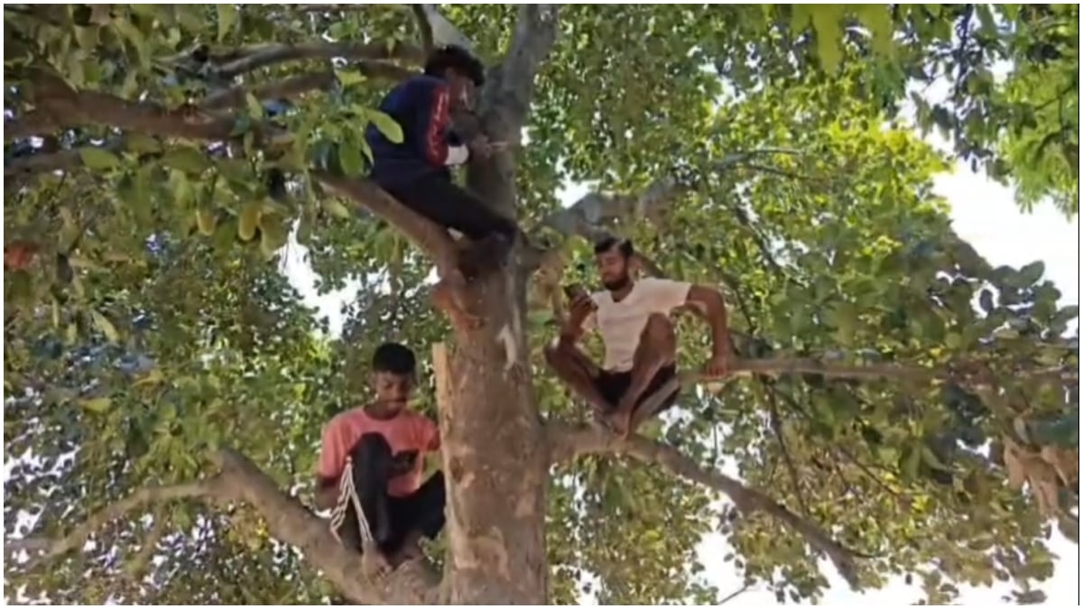 मोबाइल नेटवर्क के लिए पेड़ पर चढ़े युवक. मोबाइल नेटवर्क के लिए पेड़ पर चढ़े युवक.