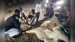 तेज रफ्तार ट्रक से घायल हुई गाय, गौ सेवकों ने रेस्क्यू कर करवाया इलाज&nbsp;