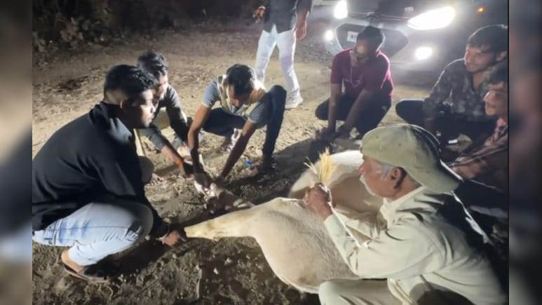 तेज रफ्तार ट्रक से घायल हुई गाय, गौ सेवकों ने रेस्क्यू कर करवाया इलाज&nbsp;