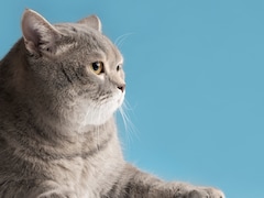 MBBS कर चुकी युवती ने बिल्ली पाली, परिजनों को नहीं थी पसंद...विवाद के बाद डॉक्टर ने दे दी जान