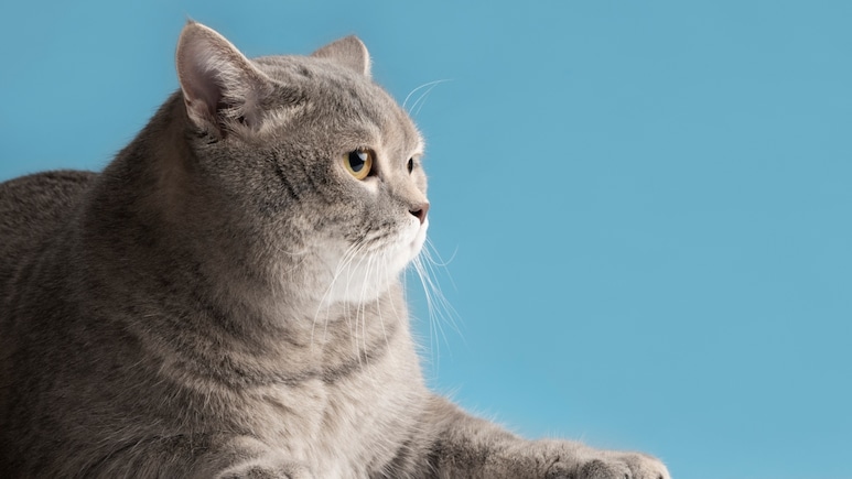 MBBS कर चुकी युवती ने बिल्ली पाली, परिजनों को नहीं थी पसंद...विवाद के बाद डॉक्टर ने दे दी जान