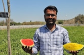 लाखों का पैकेज छोड़ खेती चुनी: MP का ये किसान लाल‑पीले तरबूज की स्मार्ट खेती से कर रहा बंपर कमाई