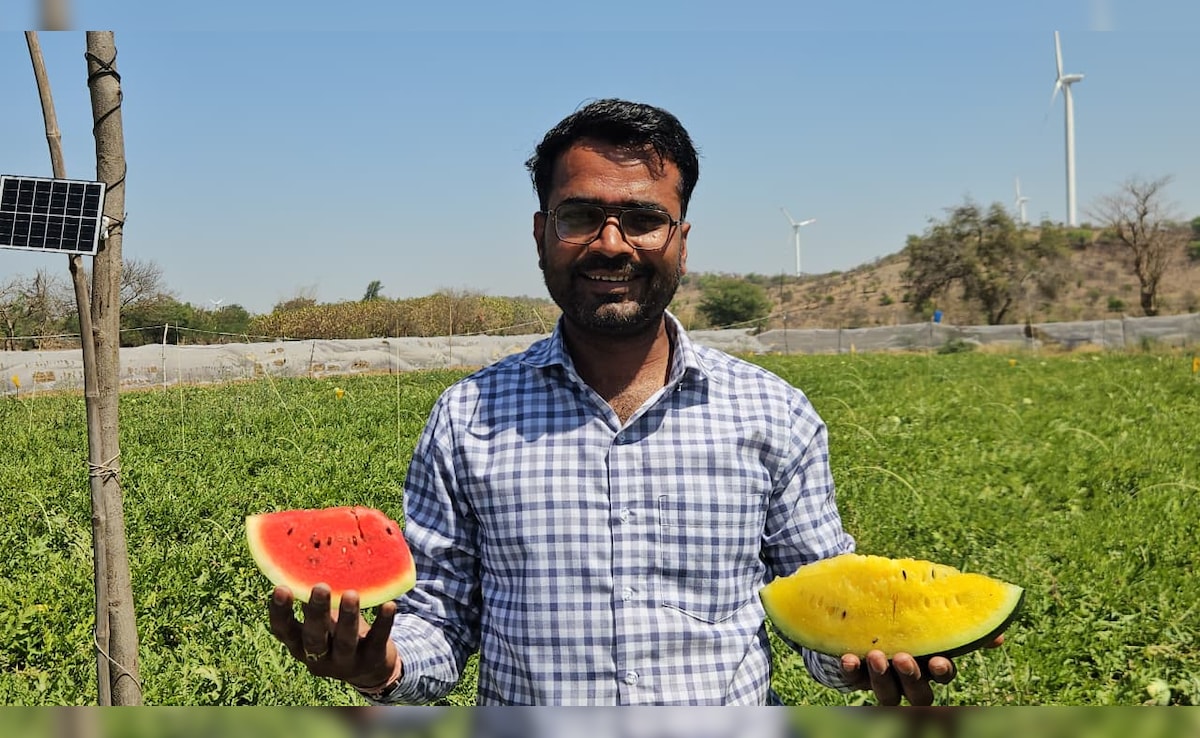 लाखों का पैकेज छोड़ खेती चुनी, आगर मालवा का ये किसान लाल‑पीले तरबूज की स्मार्ट खेती से कर रहा बंपर कमाई