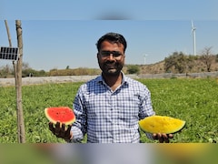 लाखों का पैकेज छोड़ खेती चुनी, आगर मालवा का ये किसान लाल‑पीले तरबूज की स्मार्ट खेती से कर रहा बंपर कमाई