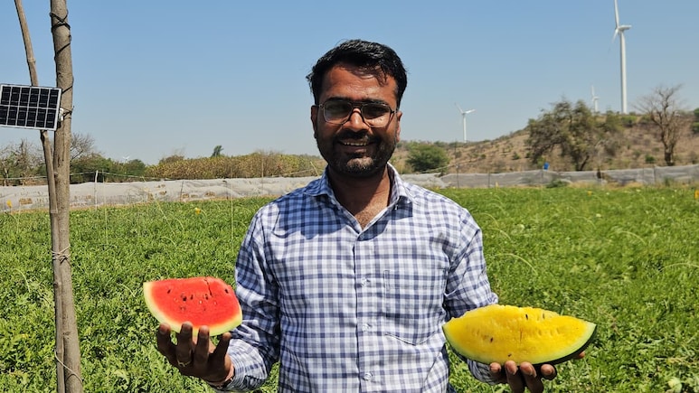 लाखों का पैकेज छोड़ खेती चुनी, आगर मालवा का ये किसान लाल‑पीले तरबूज की स्मार्ट खेती से कर रहा बंपर कमाई