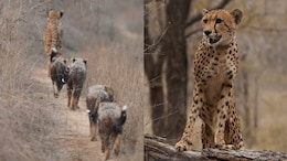 Kuno National Park: भारत में जन्मी पहली चीता &lsquo;मुखी&rsquo; का जलवा, शावक से सुपर मॉम बन रचा इतिहास
