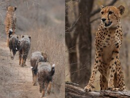Kuno National Park: भारत में जन्मी पहली चीता &lsquo;मुखी&rsquo; का जलवा, शावक से सुपर मॉम बन रचा इतिहास
