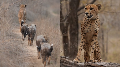 Kuno National Park: भारत में जन्मी पहली चीता ‘मुखी' का जलवा, शावक से बनीं मॉम 