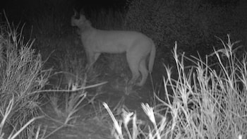 Watch: Rare Caracal Sighted Near India-Pakistan Border In Jaisalmer