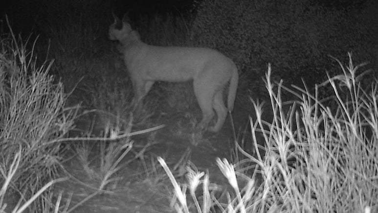 Watch: Rare Caracal Sighted Near India-Pakistan Border In Jaisalmer