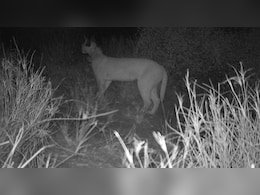 जैसलमेर बॉर्डर पर दिखा दुर्लभ कैराकल, नई तस्वीरों ने बढ़ाई उम्मीद