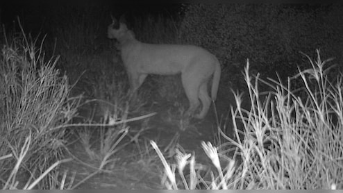 जैसलमेर बॉर्डर पर दिखा दुर्लभ कैराकल, नई तस्वीरों ने बढ़ाई उम्मीद