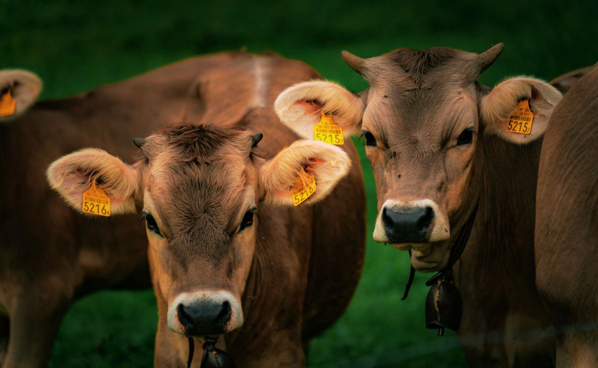 गुना में गाय के बछड़े का धड़ से अलग सिर मिलने से हड़कंप, इंडस्ट्रियल इलाके में बिखरा हुआ मिला सिर और पैर